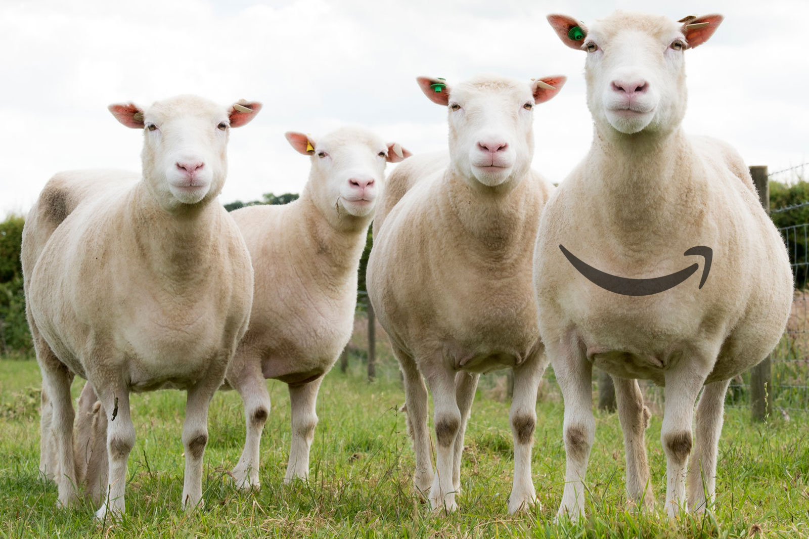 AmazonBasics está copiando  los mejores productos de terceros en Amazon y vendiéndolos por menos Post feature image