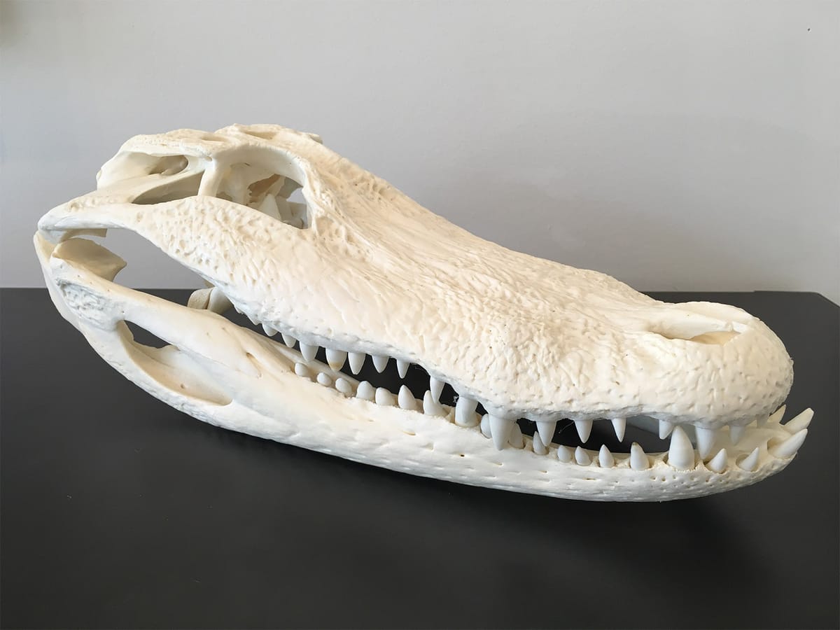 Una tienda en línea como ninguna otra: The Evolution Store Post feature image