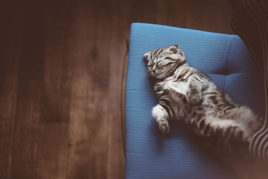 7 consejos para mejorar tus habilidades de fotografía de gatos en casa