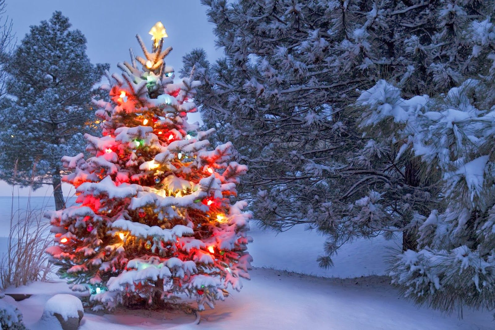 La Magia del Árbol de Navidad: Un Legado de Ayer, un Abrazo para Hoy y un Sueño para Mañana