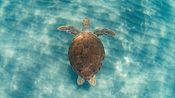 MyFahlo: Más que una Pulsera, un Viaje de Amor por la Naturaleza